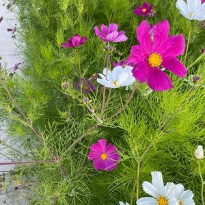 Meet your Posher, Sana